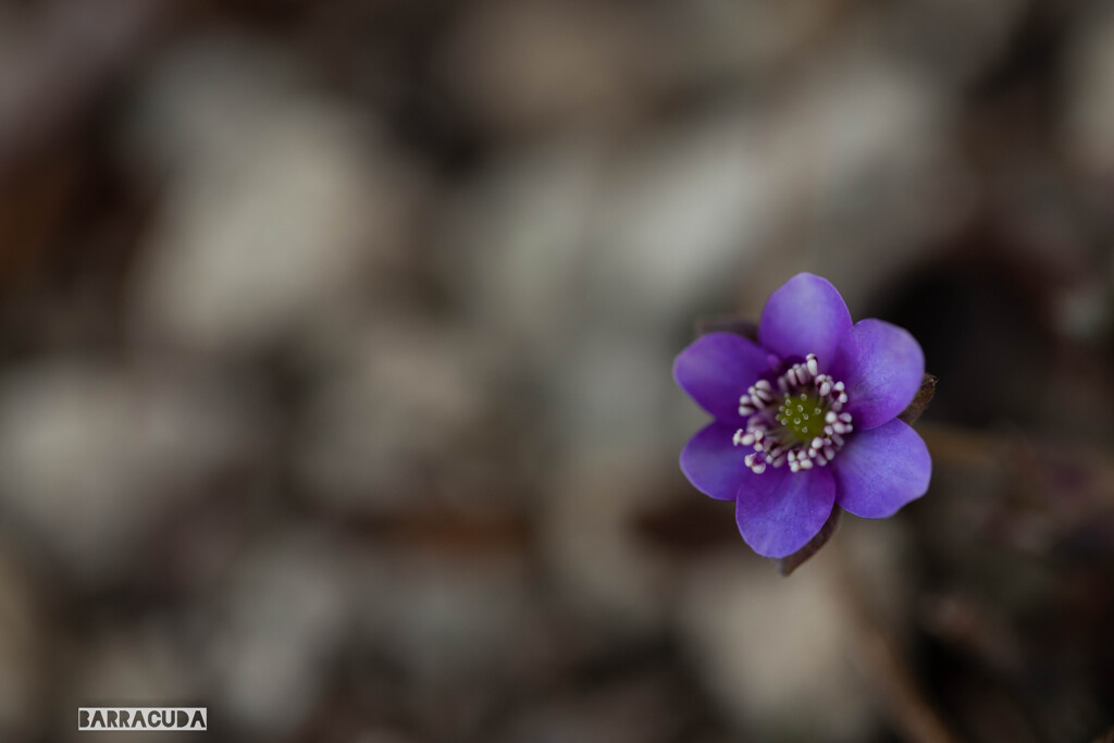 オオミスミソウ