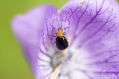 久しぶりのこども植物園で見つけた虫たち④