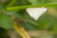 キアシドクガ三態③