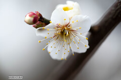 赤塚溜池公園①