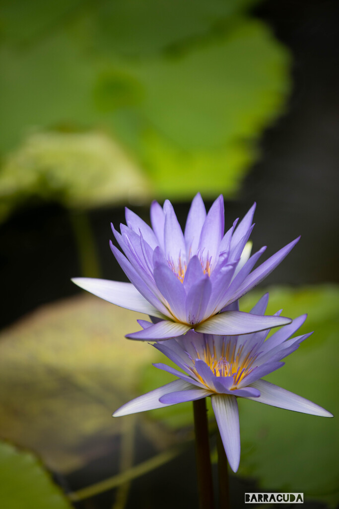 神代植物園・スイレン⑦