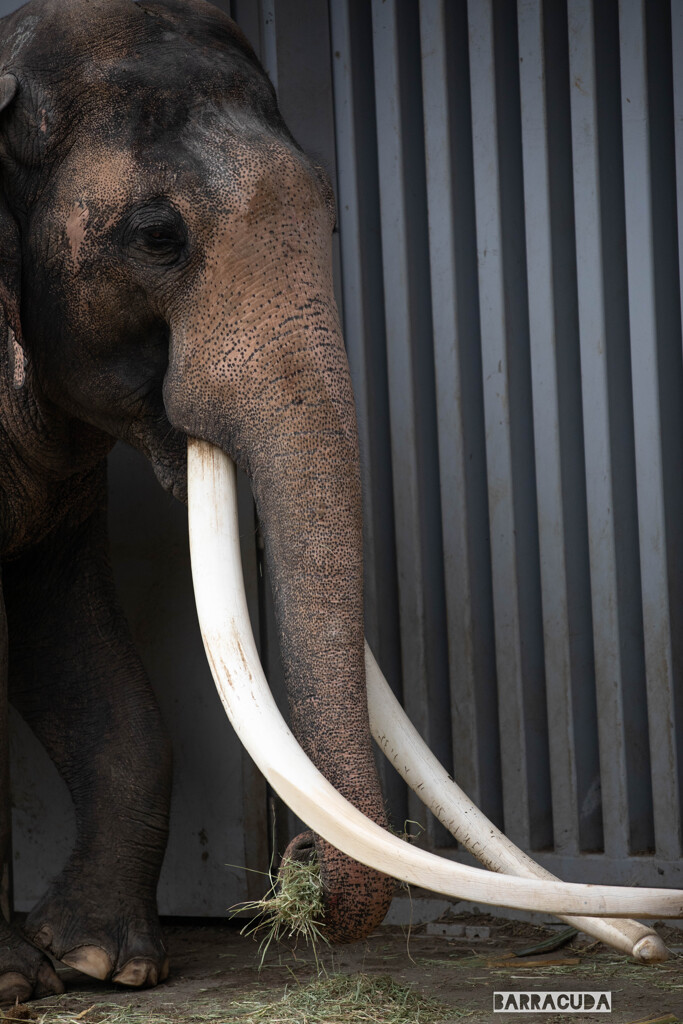 金沢動物園20200621⑧
