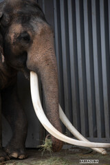 金沢動物園20200621⑧