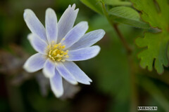 似たような花シリーズ②