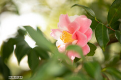 江の島の花シリーズ⑩