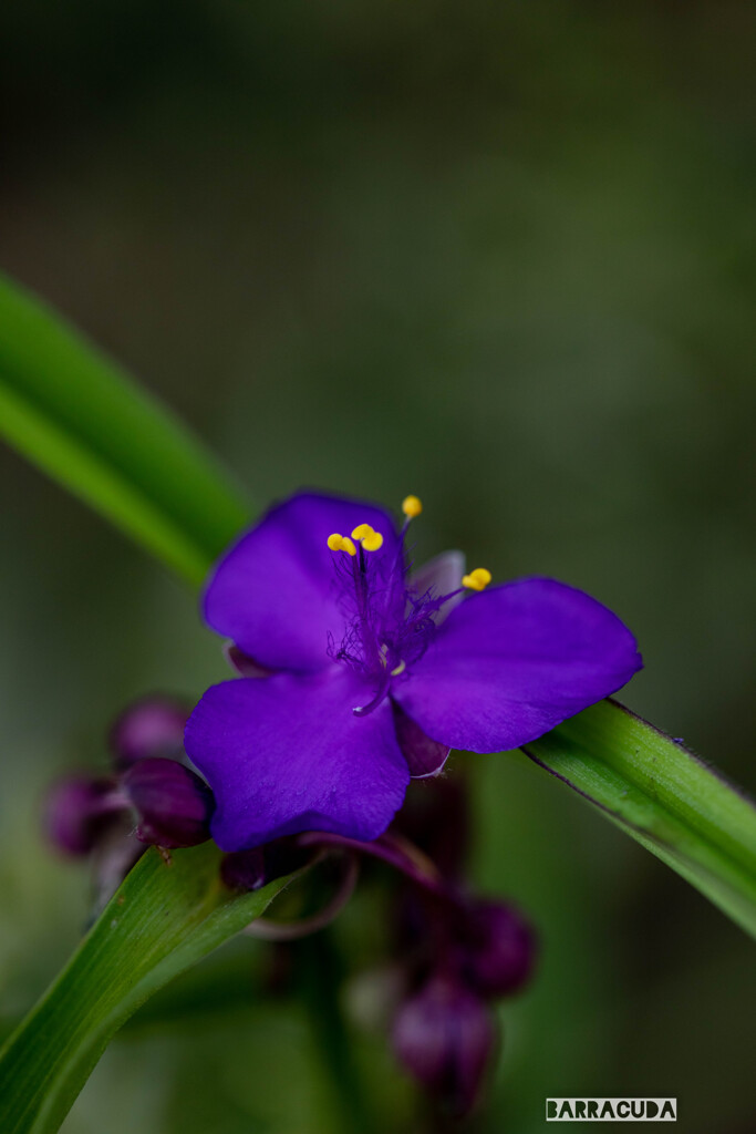 山下公園・港の見える丘公園の花シリーズ⑯