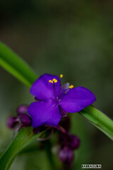 山下公園・港の見える丘公園の花シリーズ⑯