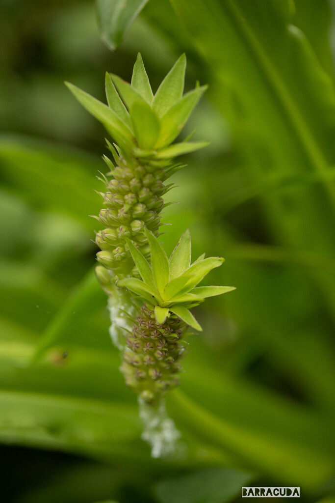 こども植物園7月5日③