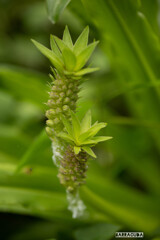 こども植物園7月5日③