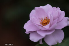 神代植物園:バラ②