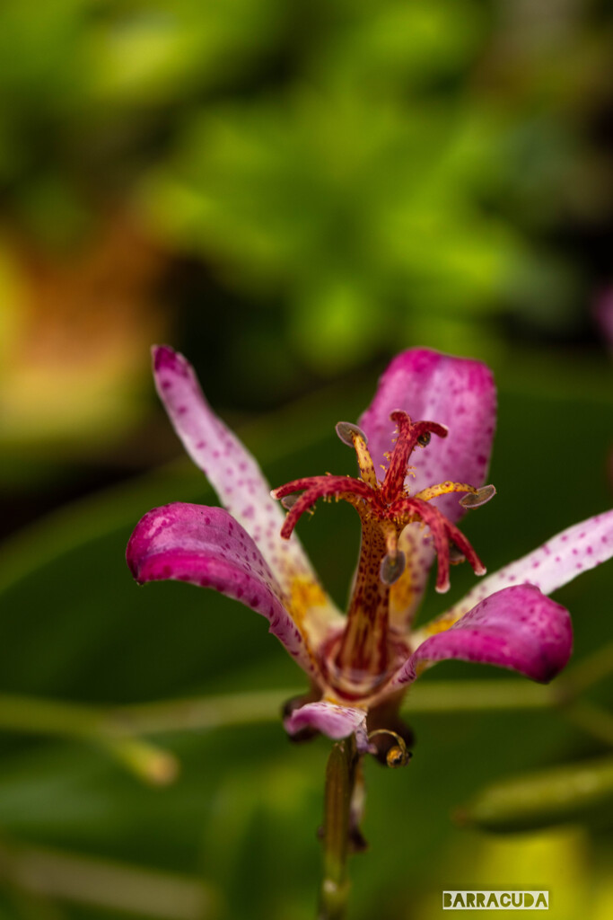 雨のこども植物園②