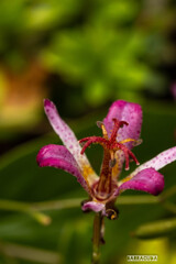 雨のこども植物園②