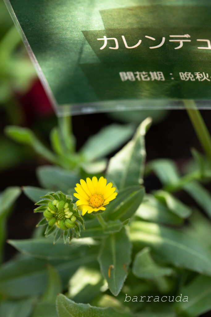 こども植物園ではやっぱりお花じゃないと④