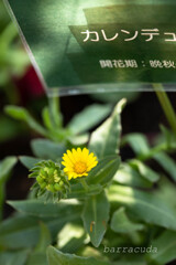 こども植物園ではやっぱりお花じゃないと④