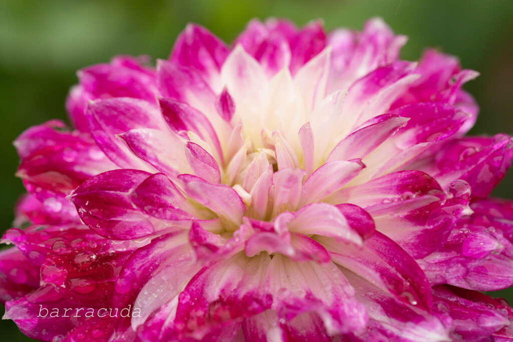 町田ダリア園シリーズ⑥