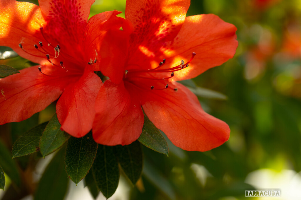 サキシマツツジと申します