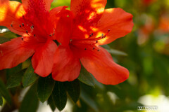 サキシマツツジと申します