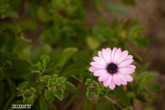 江の島の花シリーズ⑦