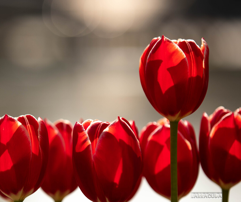 もうチューリップって咲くんでしたっけ！？①