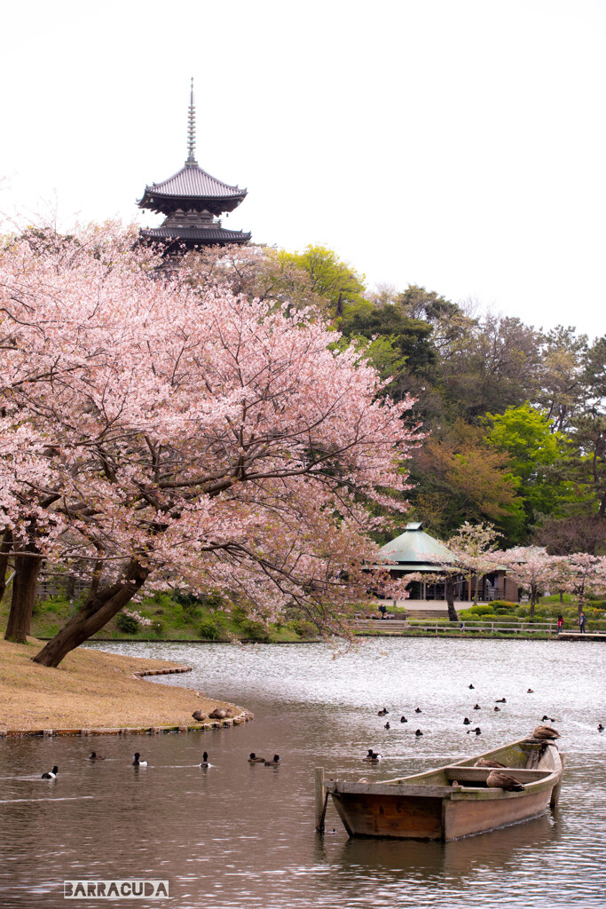 三渓園と根岸森林公園④