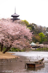 三渓園と根岸森林公園④