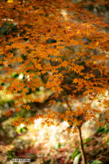 こども植物園の紅葉②