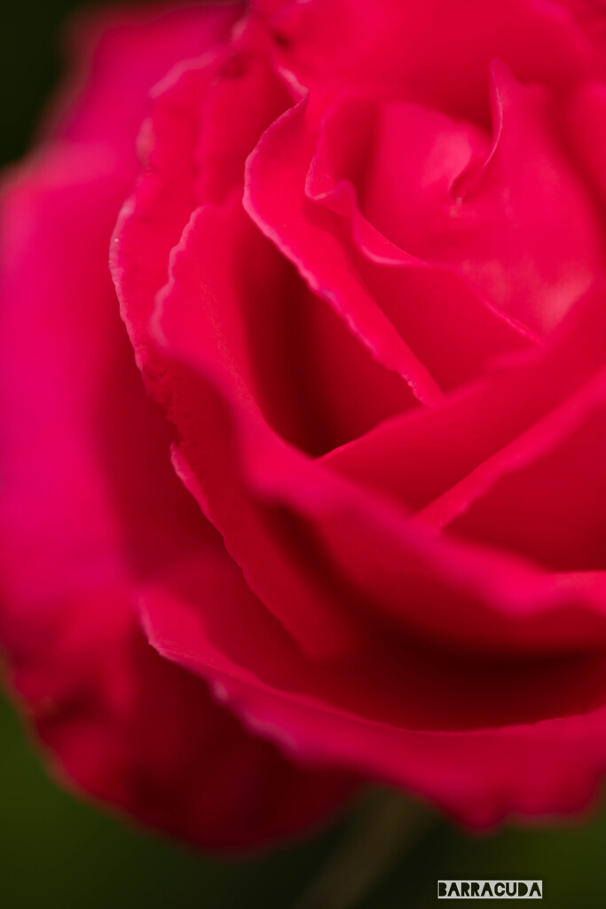 旧古河庭園の薔薇②