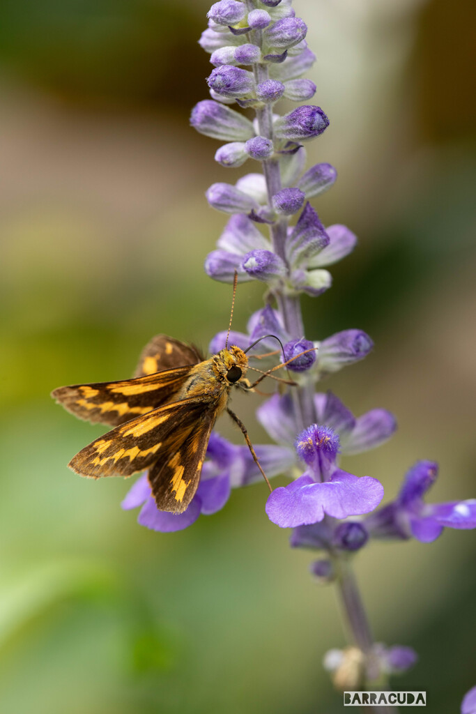 丘公園から馬車道へ（お花編）④