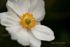 港が見える丘公園⑤