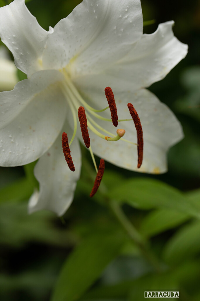 丘公園から馬車道へ（お花編）②