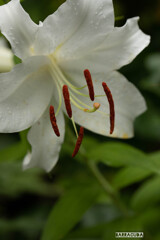 丘公園から馬車道へ（お花編）②