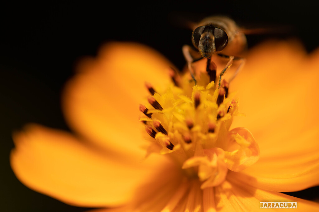 晩夏の花たち⑤