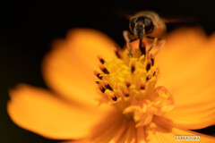 晩夏の花たち⑤