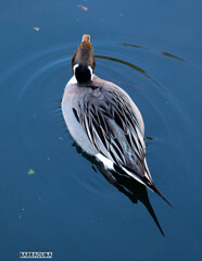 『毛並み』三渓園のカモ