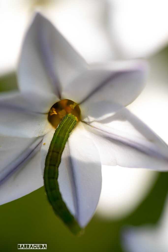 ハナニラシリーズ①