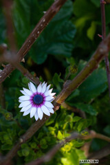 山下公園・港の見える丘公園の花シリーズ⑭