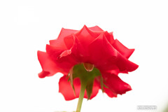 こども植物園の植物たち＆⑩