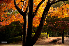 オレンジの屋根