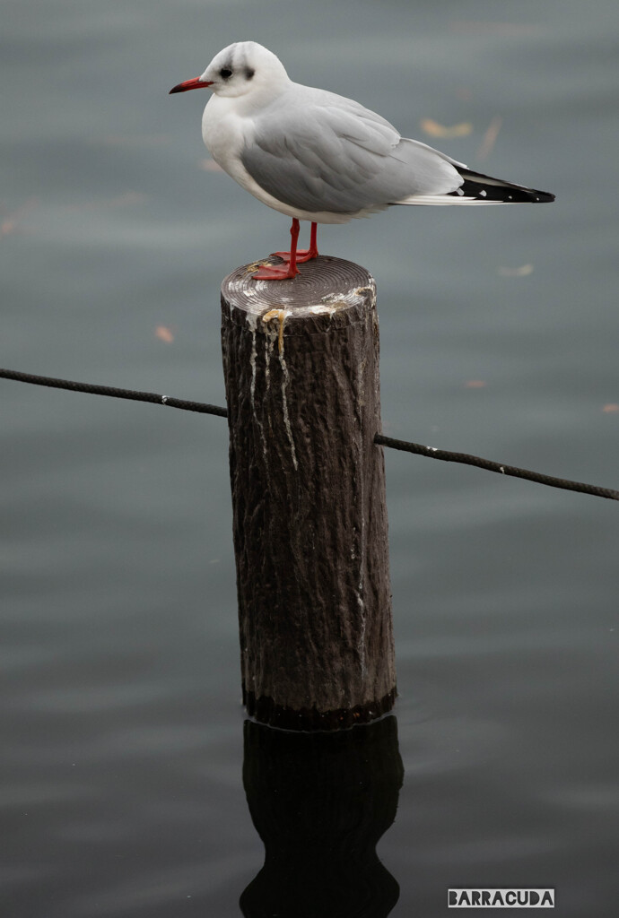 カモメかもね！