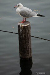 カモメかもね！