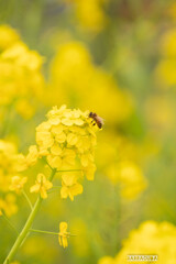 菜の花とハチ④