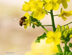 菜の花とミツバチ①