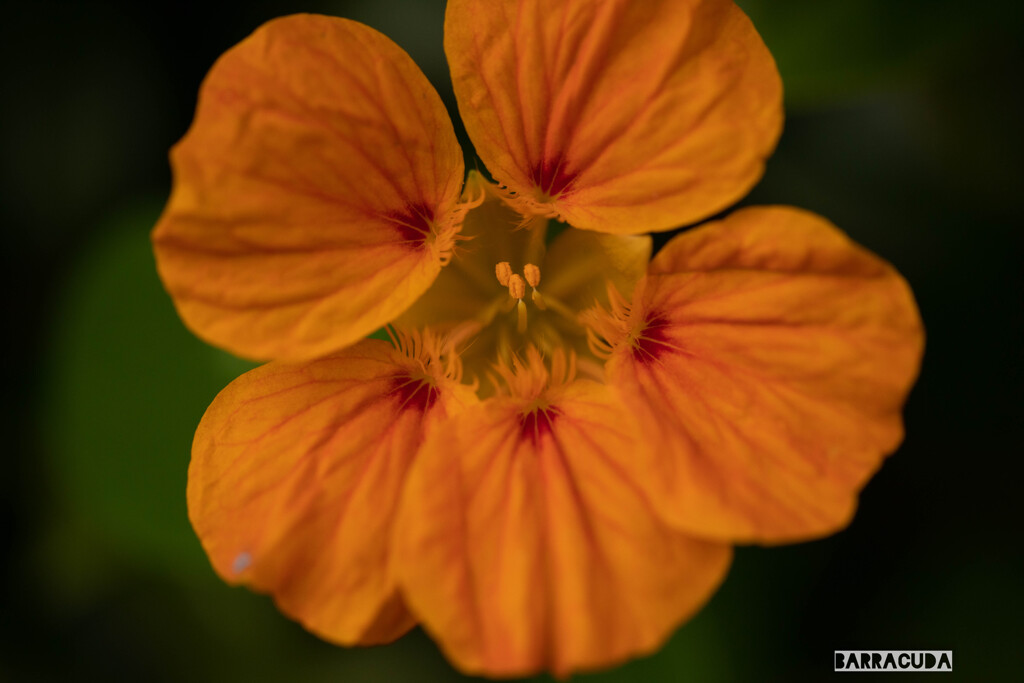 草花シリーズ③