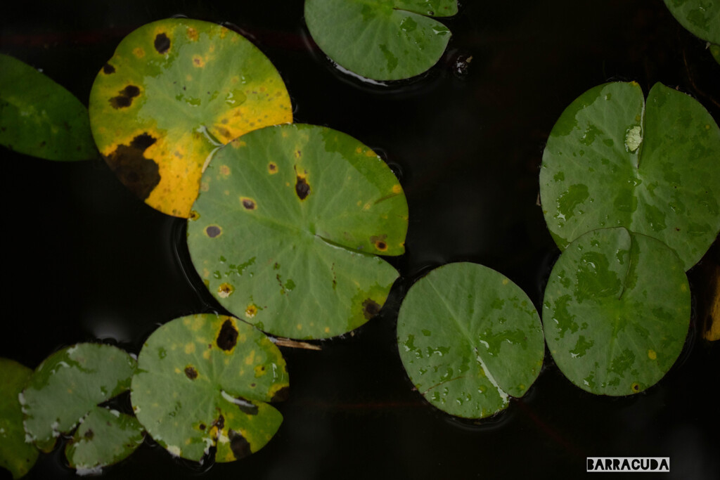 読む見ると、狙ってる！