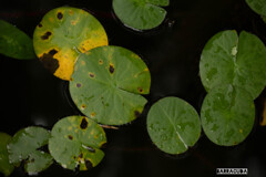 読む見ると、狙ってる！