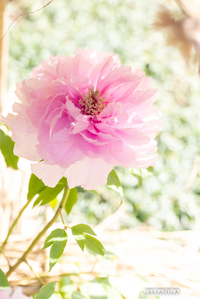 上野ぼたん苑シリーズ⑨