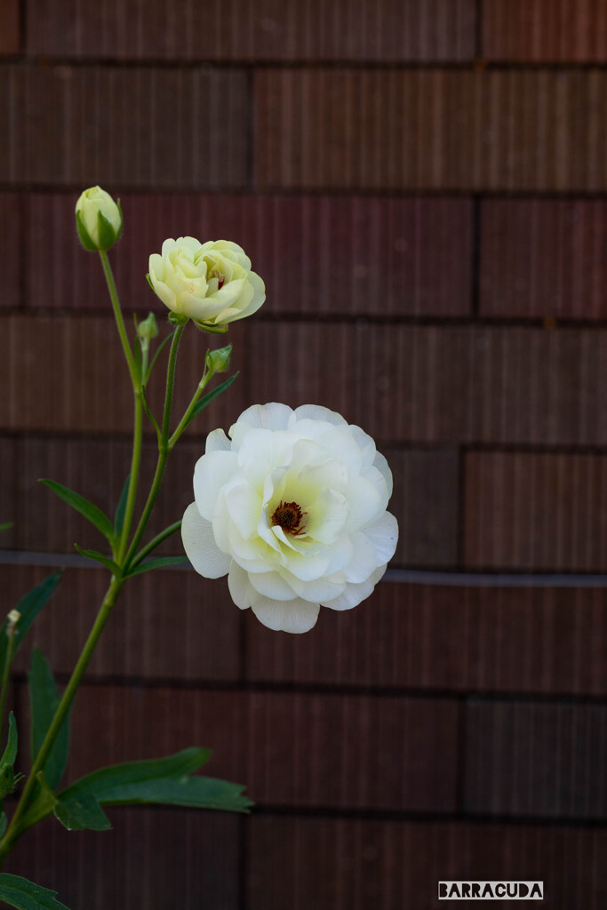 山下公園・港の見える丘公園の花シリーズ④