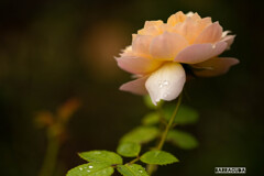 雨のこども植物園③