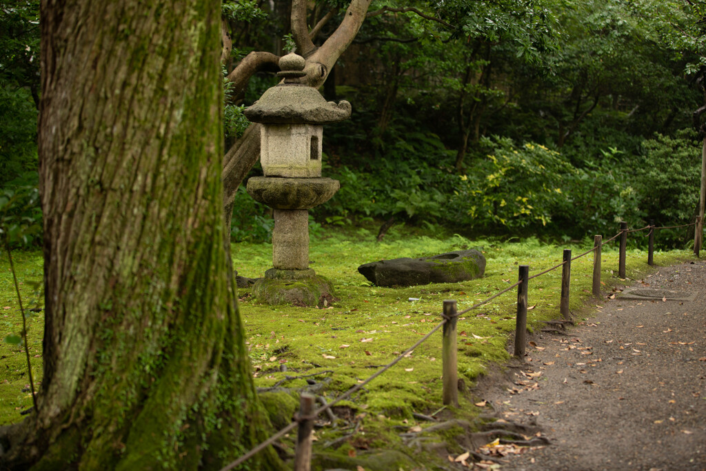 三渓園のねじれた木