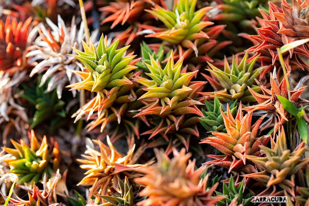 カラフルサボテン